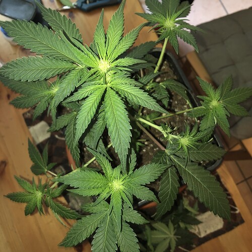 Growreport Bild 16