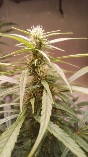 Growreport Bild 8