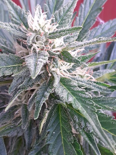 Growreport Bild 109
