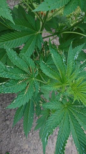 Growreport Bild 7