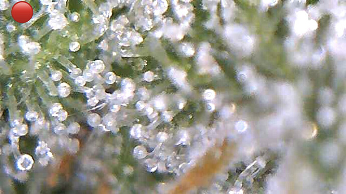 Growreport Bild 5