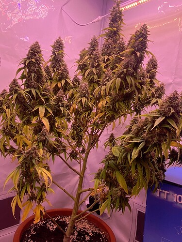 Growreport Bild 3