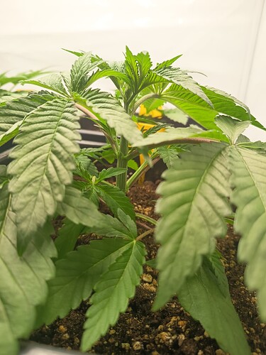 Growreport Bild 8