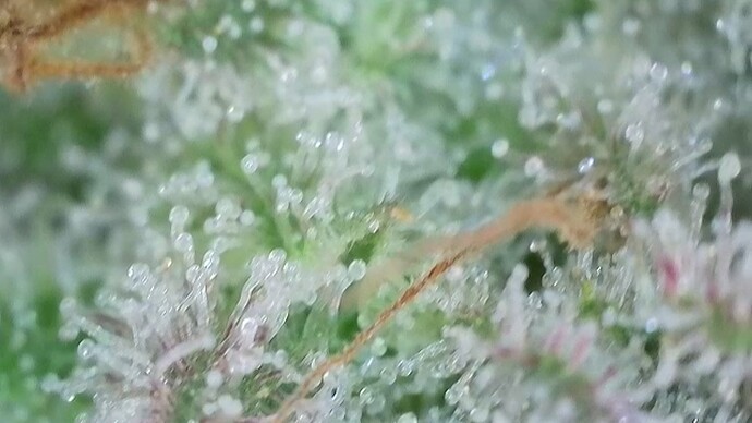 Growreport Bild 53