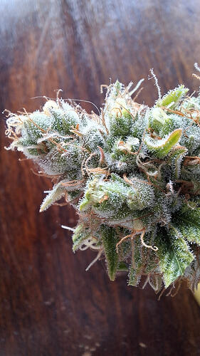 Growreport Bild 325