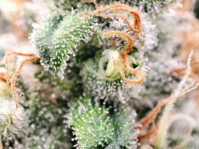 Growreport Bild 35