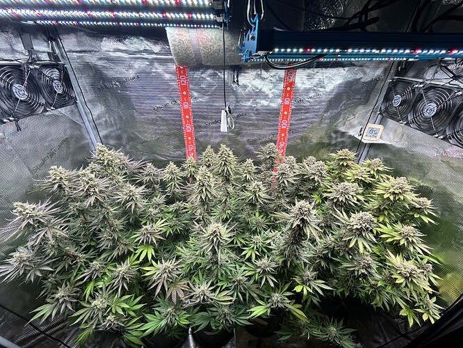 Ein Growzelt mit mehreren blühenden Cannabis-Pflanzen unter LED-Beleuchtung, die herbstliche Verfärbungen zeigen.
