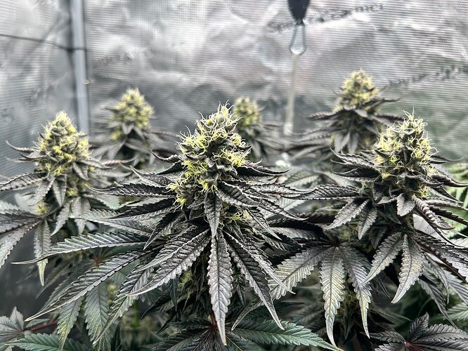 Growreport Bild 11