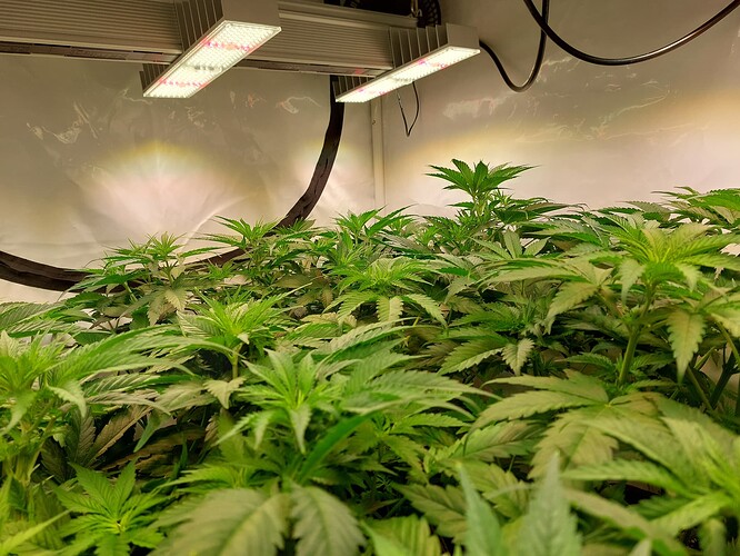 Growreport Bild 3