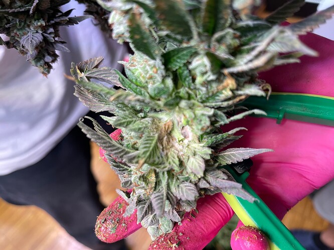 Growreport Bild 7