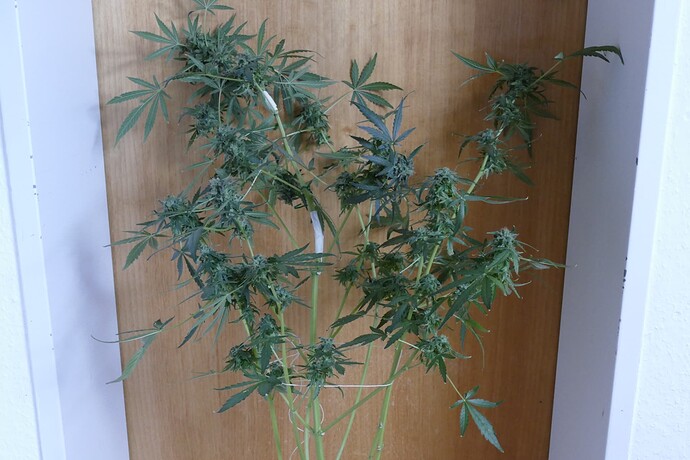 Growreport Bild 8