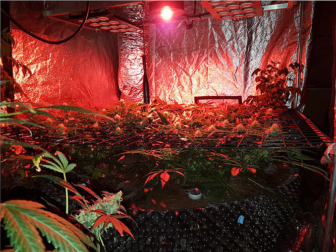 scrog-airpot-josephine