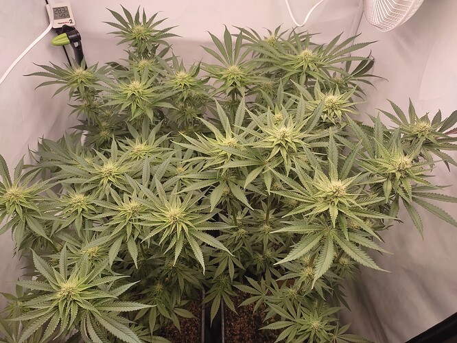 Growreport Bild 8