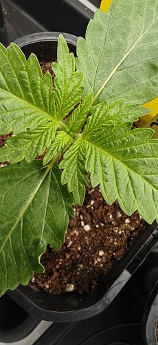 Growreport Bild 4