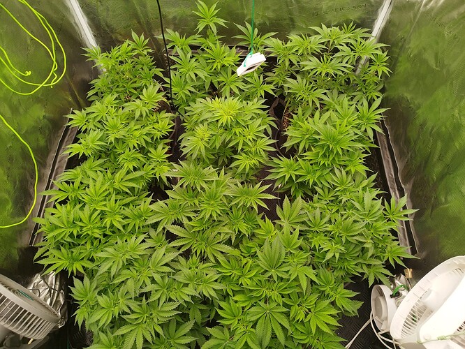 Growreport Bild 16