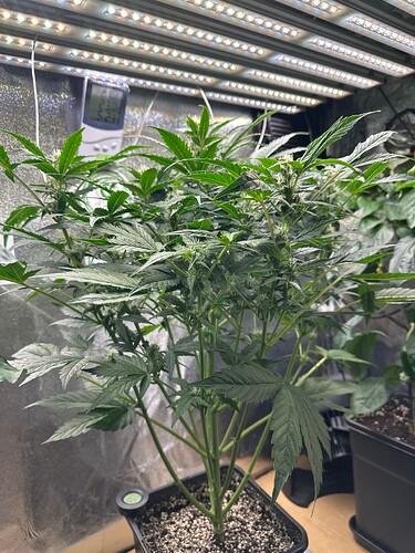 Growreport Bild 48