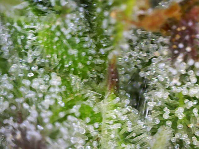 Image_2025-01-03 15_32_02_656