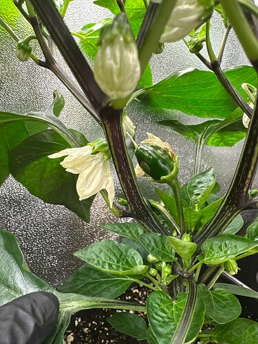 Growreport Bild 38