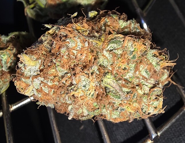 Growreport Bild 36