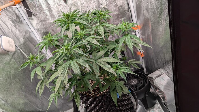 PXL_20240728_212300759