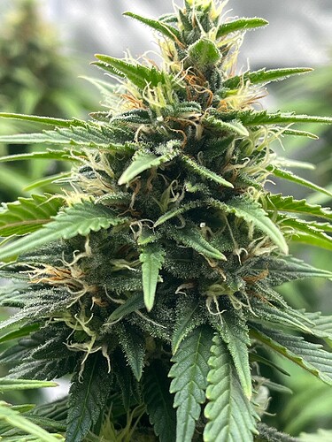 Growreport Bild 2