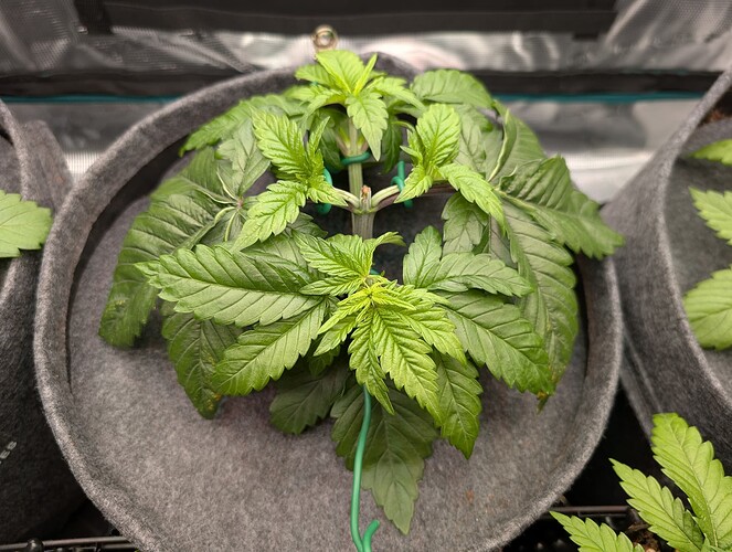 Growreport Bild 7