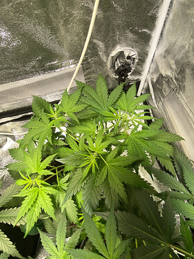 Grow-Projekt "Random Guy"