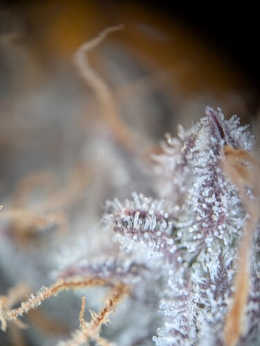 PXL_20241017_154846953