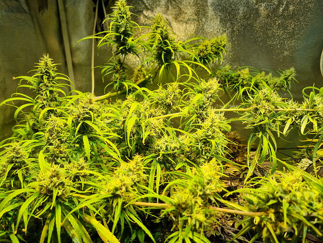Mehrere blühende Cannabispflanzen mit dichtem Blattwerk und zahlreichen Blütenständen.