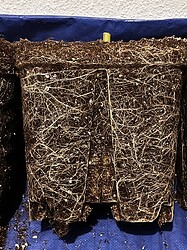 Growreport Bild 6