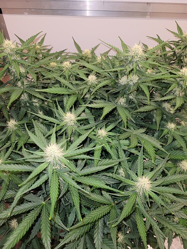 Growreport Bild 9