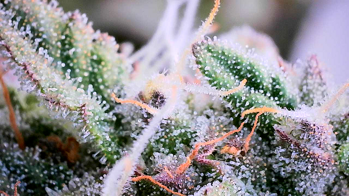 Nahaufnahme einer Cannabisblüte mit starker Trichombesetzung.