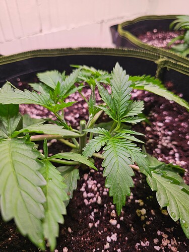 Growreport Bild 3