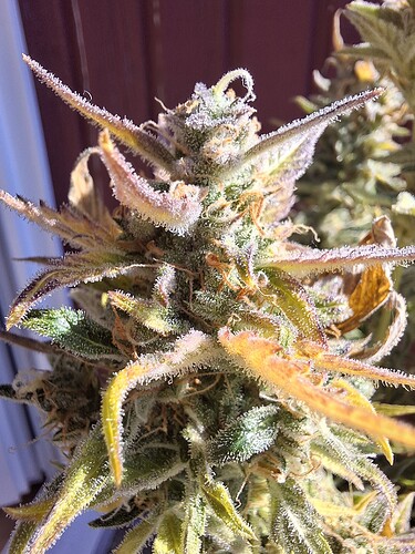 Growreport Bild 3