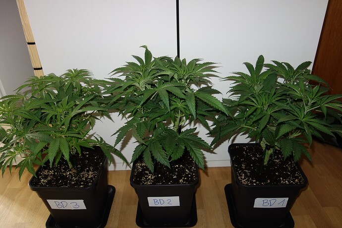 Growreport Bild 12