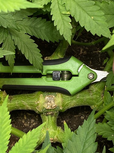 Growreport Bild 65