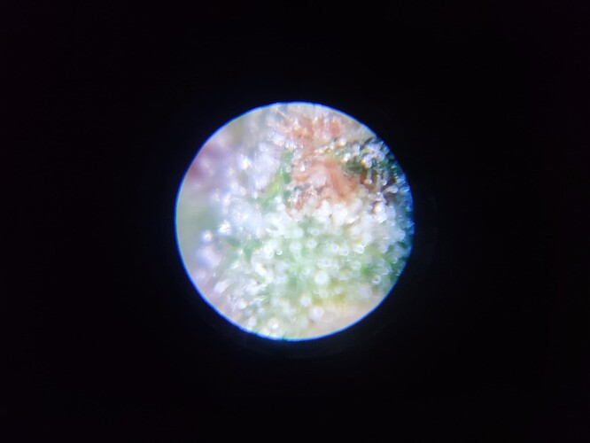 Growreport Bild 41