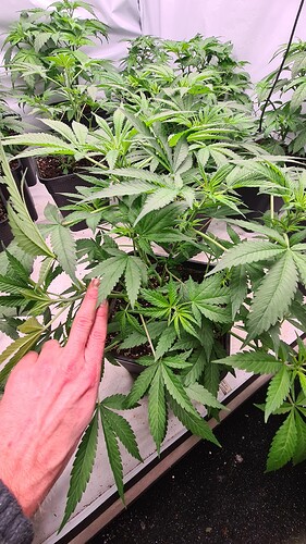 Growreport Bild 30