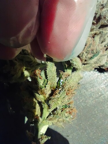 Growreport Bild 6