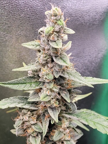 Growreport Bild 8