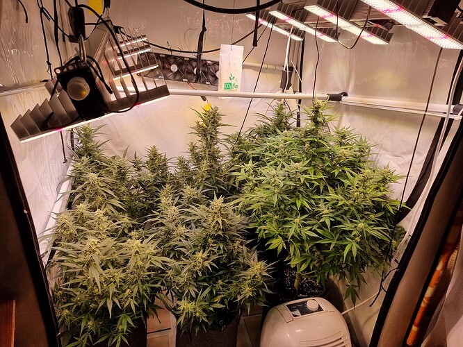 Growreport Bild 2