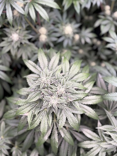 Growreport Bild 1