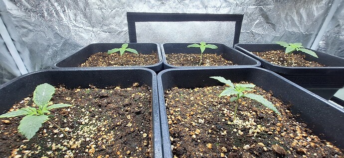 Growreport Bild 2