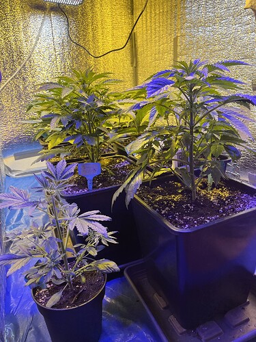 Growreport Bild 6