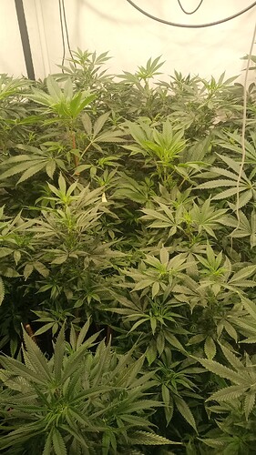 Growreport Bild 9