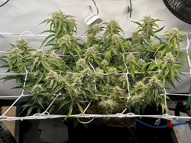 Growreport Bild 7