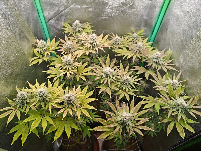 Growreport Bild 6