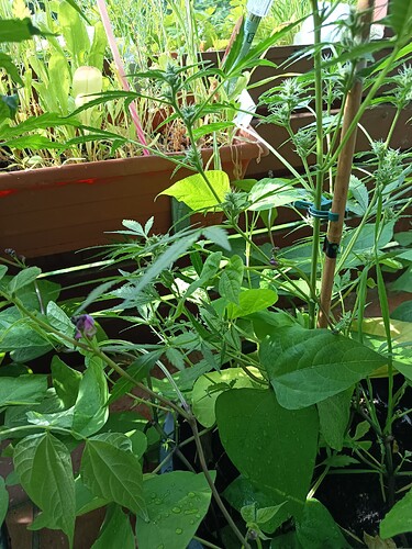Growreport Bild 15