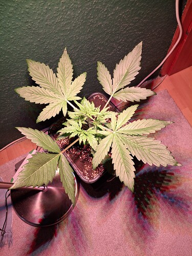 Growreport Bild 9