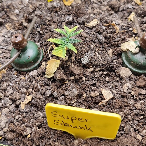 Gallery_1725230471061